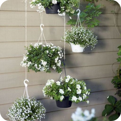 Hanging plants