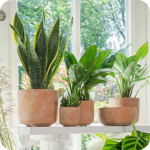 Plants in terracotta pots