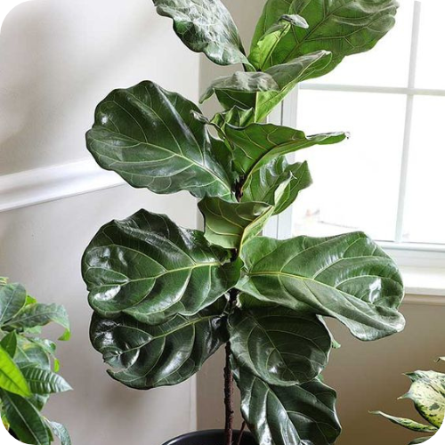 fiddle-leaf fig plant