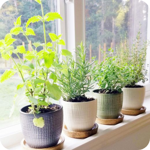 Herb plant in kitchen