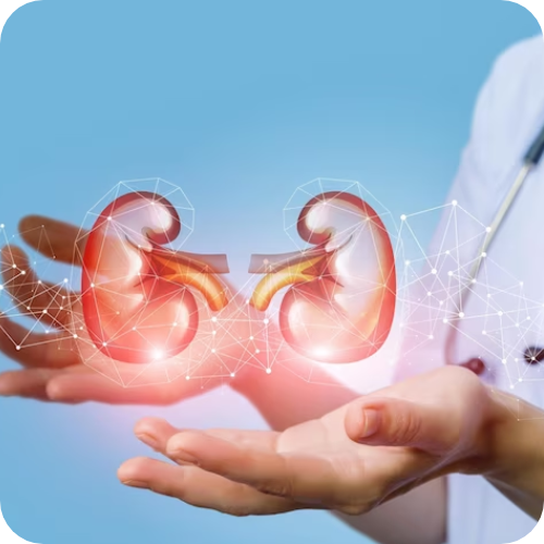 Doctor showing kidney