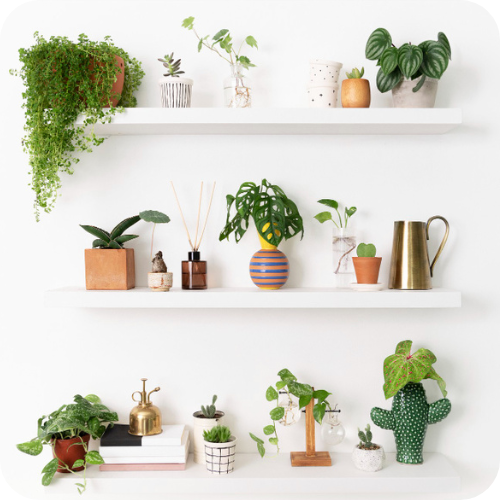 wall shelves with plant