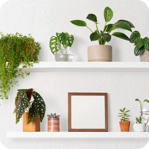 wall plant in shelves
